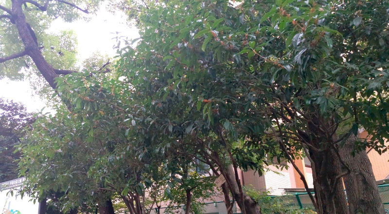 キンモクセイ 東京都大田区平和の森公園