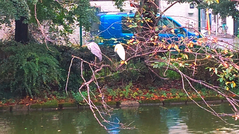 ひょうたん池のアオサギとダイサギ？ 東京都大田区平和の森公園