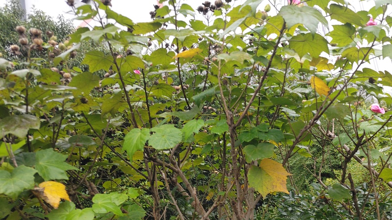 フヨウの花と果実 東京都大田区大和大橋