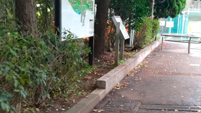 イチョウの果実 東京都大田区平和の森公園