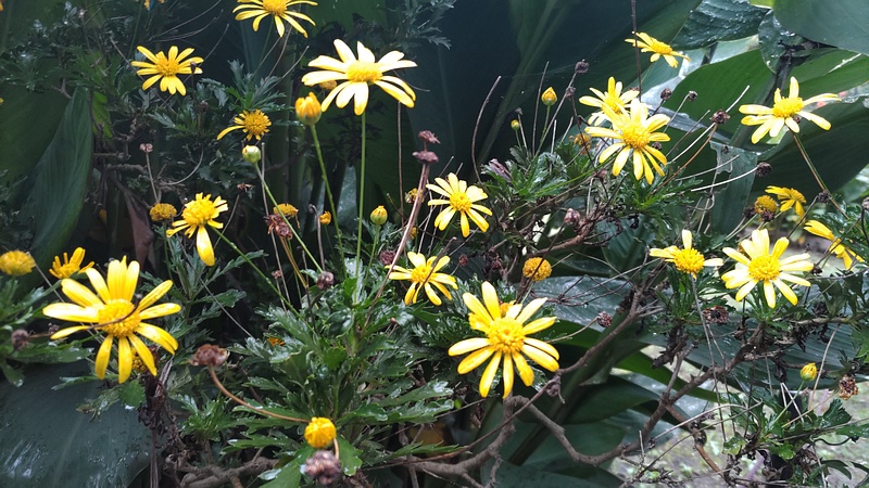 マーガレットコスモス 東京都大田区平和島公園