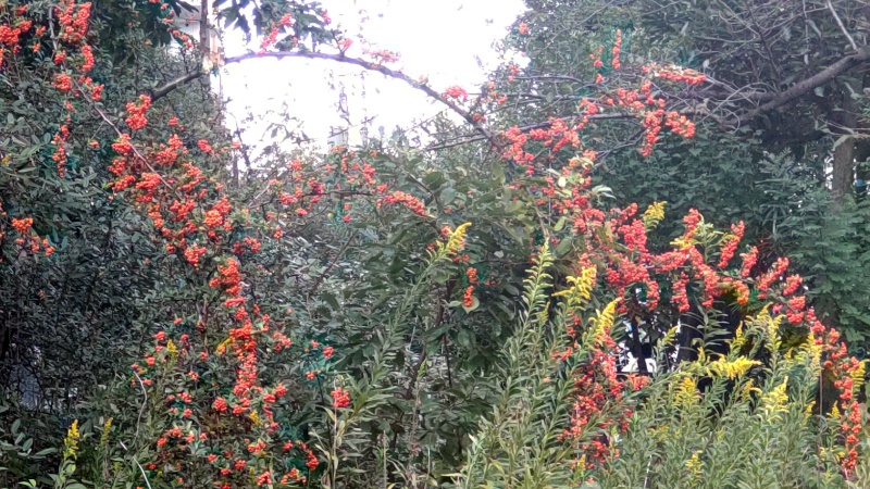 ピラカンサの果実 東京都大田区平和の森公園