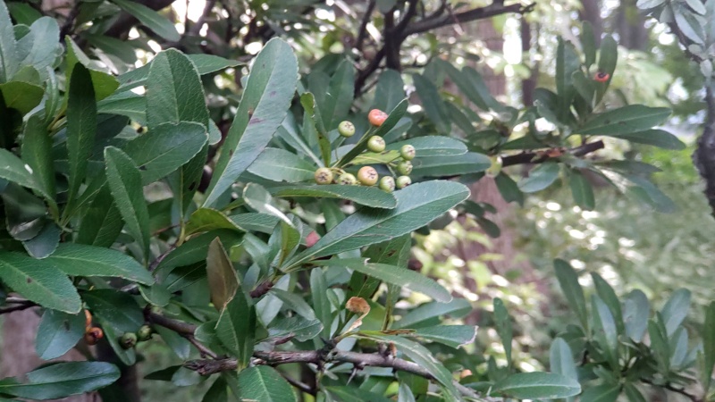 生垣展示のタチバナモドキの果実 東京都大田区平和の森公園