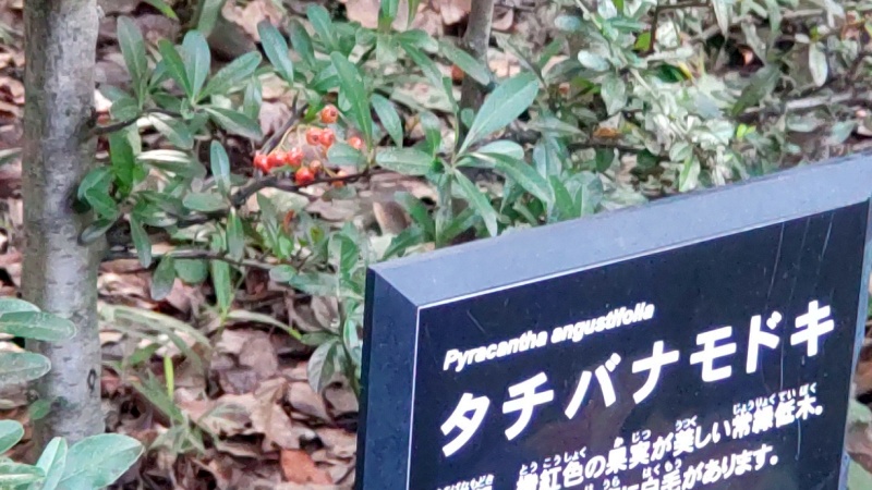 生垣展示のタチバナモドキの果実 東京都大田区平和の森公園