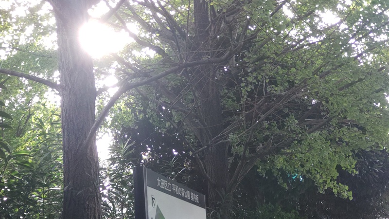 イチョウ 東京都大田区平和の森公園