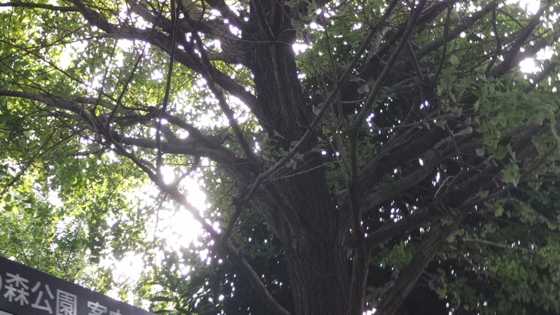 イチョウ 東京都大田区平和の森公園