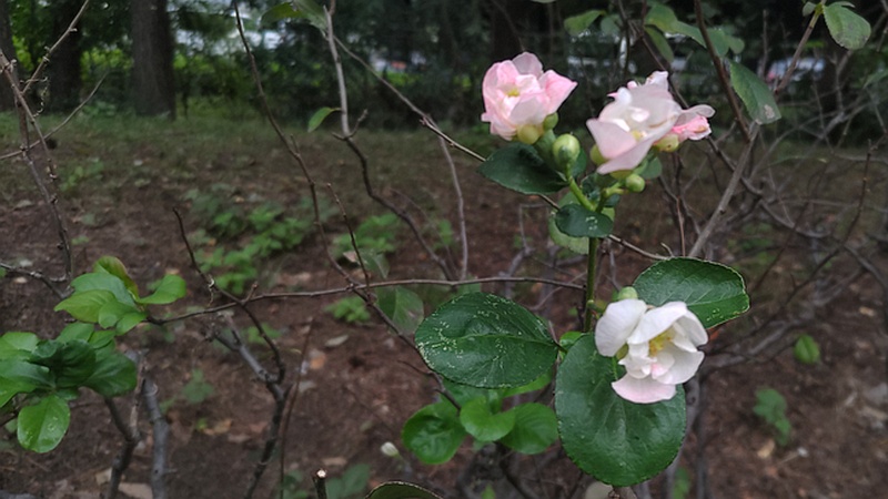 ボケの花 東京都大田区平和の森公園