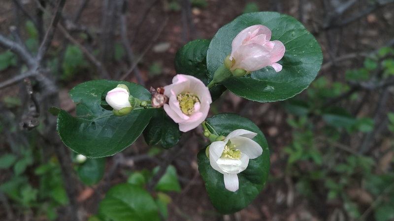 ボケの花 東京都大田区平和の森公園