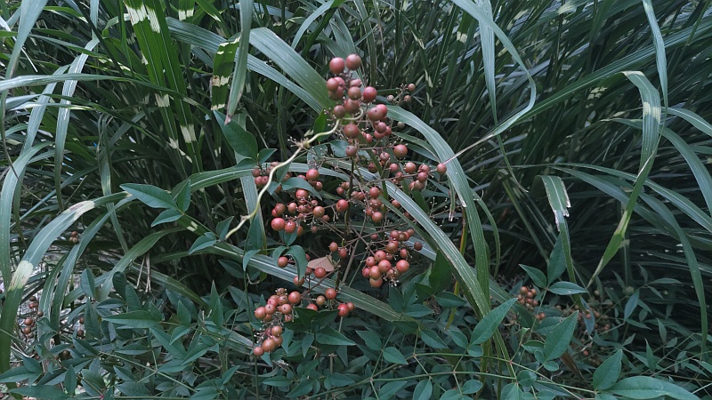 色づき始めたナンテンの果実 東京都大田区平和島公園