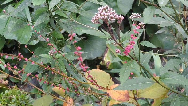 フジバカマとミズヒキ 東京都大田区平和島公園