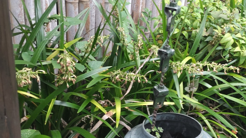 ノシランの花 東京都大田区平和島公園