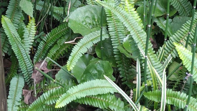 タマシダとフイリヤブランの花 東京都大田区平和島公園