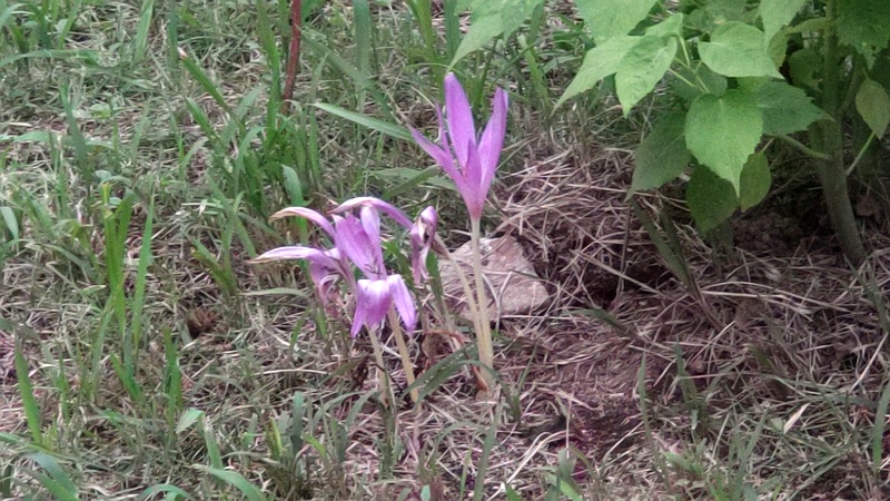 イヌサフラン 東京都大田区平和島公園