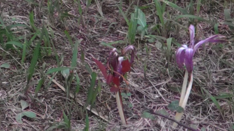 イヌサフラン 東京都大田区平和島公園