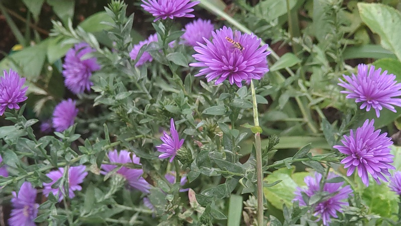 ユウゼンギク 東京都大田区平和島公園