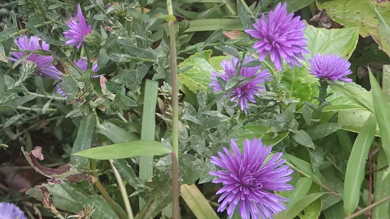 ユウゼンギク 東京都大田区平和島公園