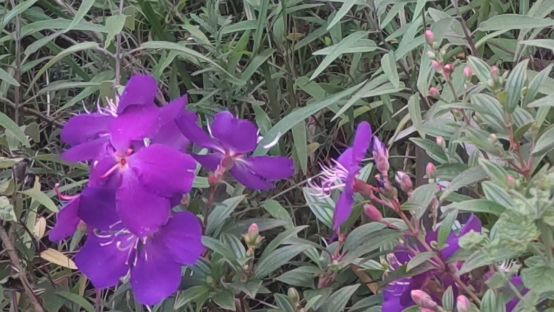 ノボタン 東京都大田区平和島公園