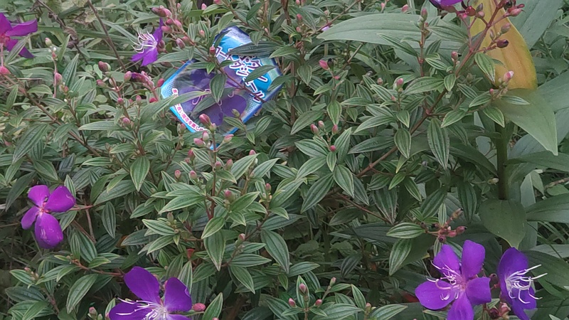 ノボタン 東京都大田区平和島公園