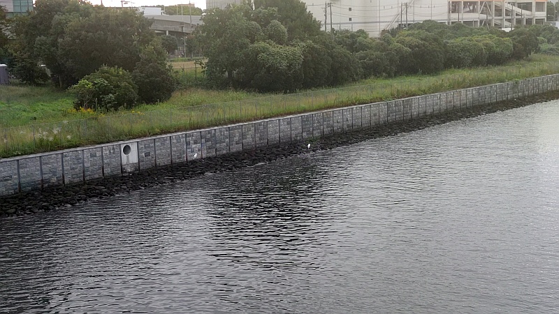 ６０ｍ先の２羽のダイサギ 東京都大田区大和大橋