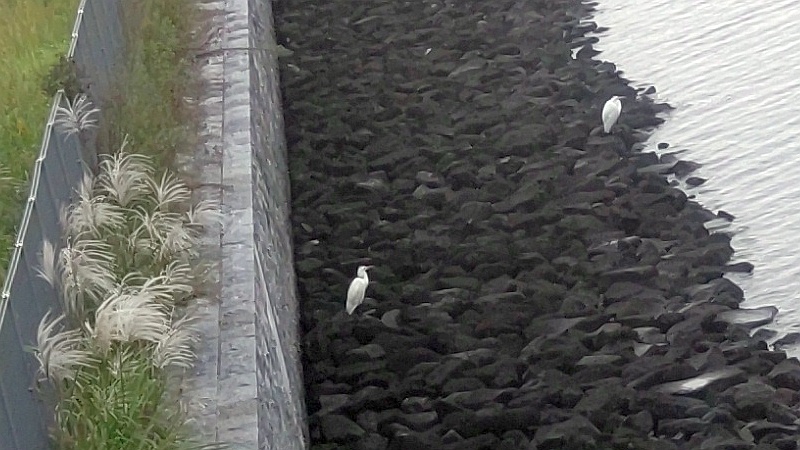 ３０ｍ先の２羽のダイサギ 東京都大田区大和大橋