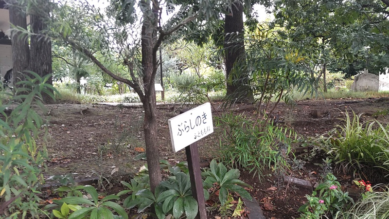 ブラシノキのとホソバヒイラギナンテン 東京都大田区平和の森公園