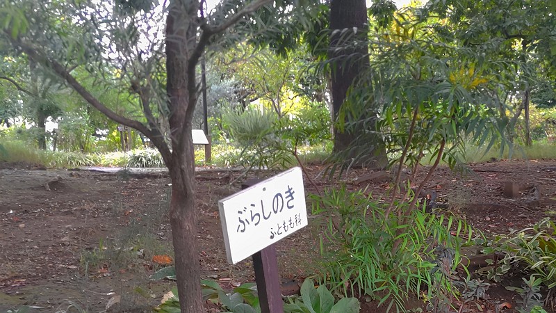 ブラシノキの名札、ホソバヒイラギナンテンの花 東京都大田区平和の森公園