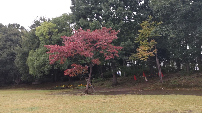 ハナミズキの果実と紅葉 東京都大田区平和の森公園