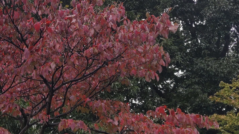 ハナミズキの果実と紅葉 東京都大田区平和の森公園