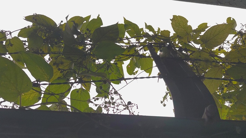 ヘクソカズラの果実 東京都大田区平和島公園