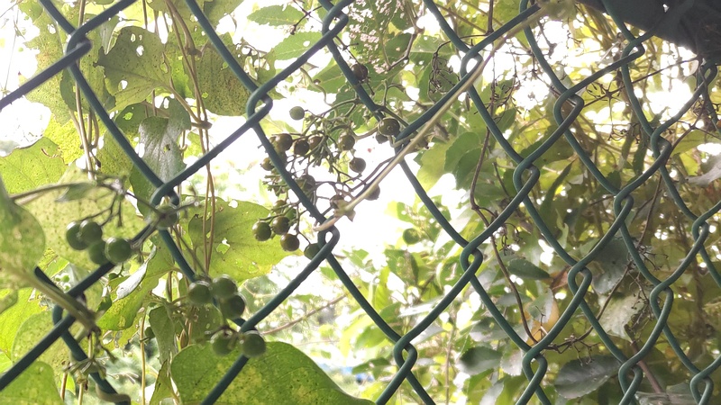 ヘクソカズラの果実 東京都大田区平和島公園