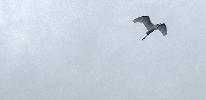 頭上を飛ぶダイサギ 東京都大田区大和大橋