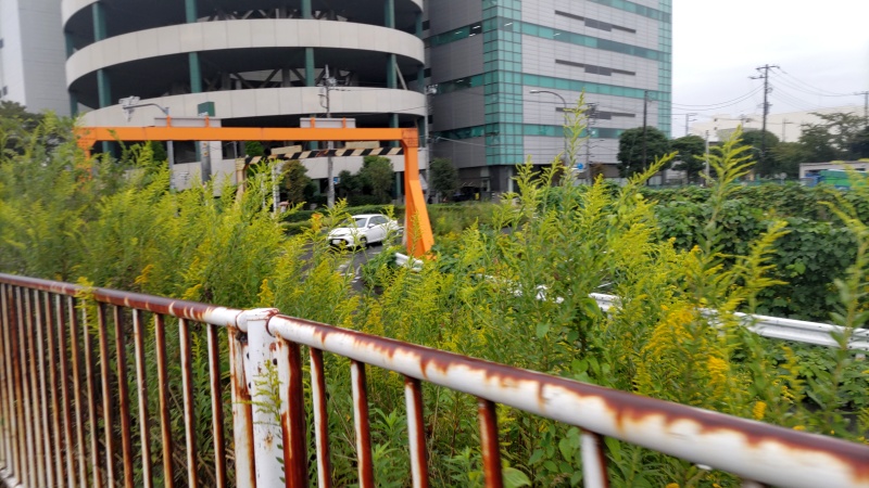 セイタカアワダチソウ 東京都大田区大和大橋