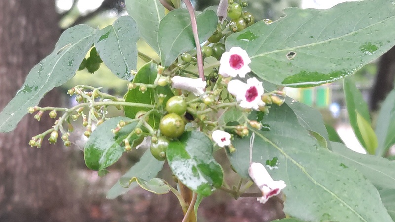 ヘクソカズラの花と果実 東京都大田区平和島公園