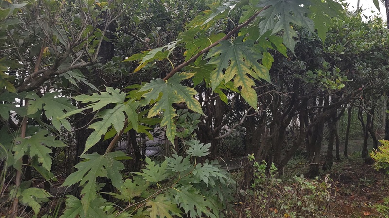 クワ 東京都大田区平和島公園