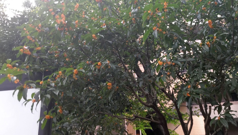 キンモクセイ 東京都大田区平和の森公園