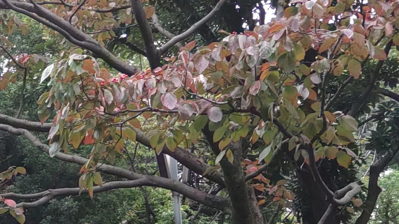 ハナミズキの果実 東京都大田区平和の森公園