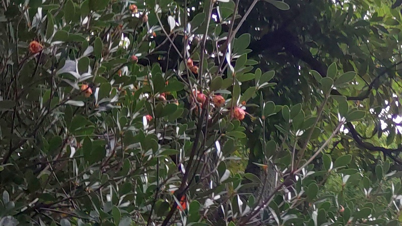 モッコクの果実 東京都大田区平和の森公園