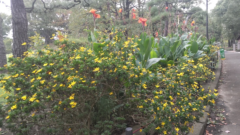 カンナの果実とマーガレットコスモス 東京都大田区平和島公園
