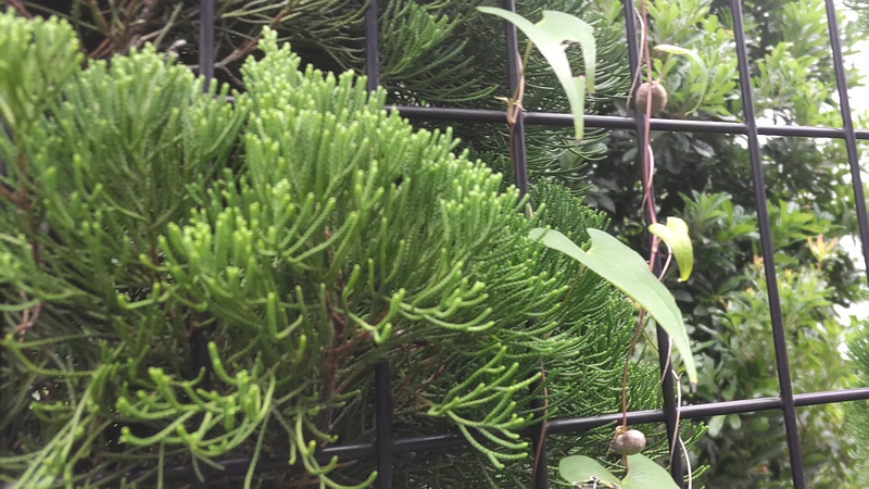 ヤマノイモのムカゴ 東京都大田区平和島