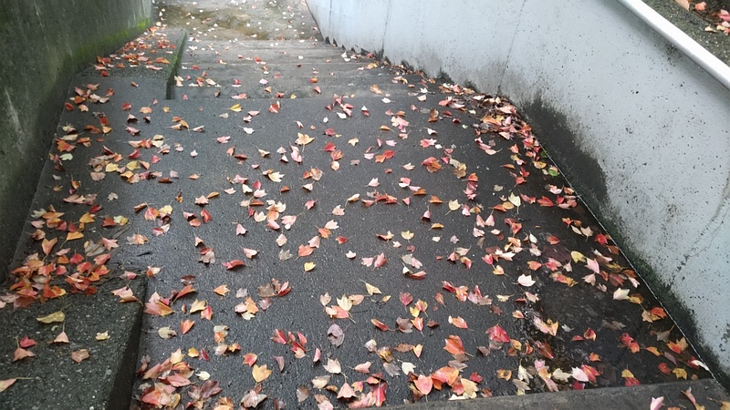 トウカエデの落ち葉 東京都大田区平和の森公園