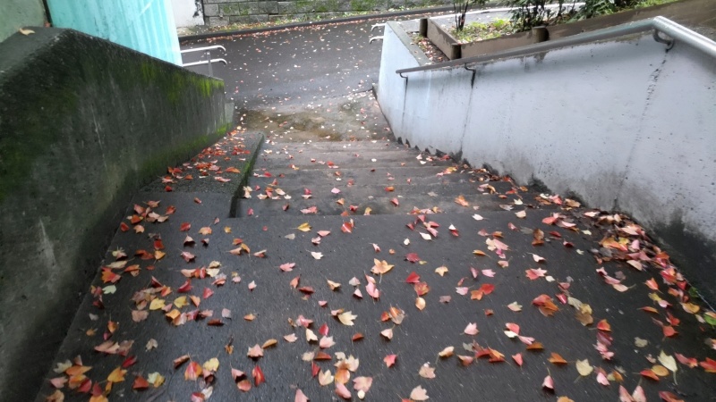 トウカエデの落葉が積もる階段 東京都大田区平和の森公園