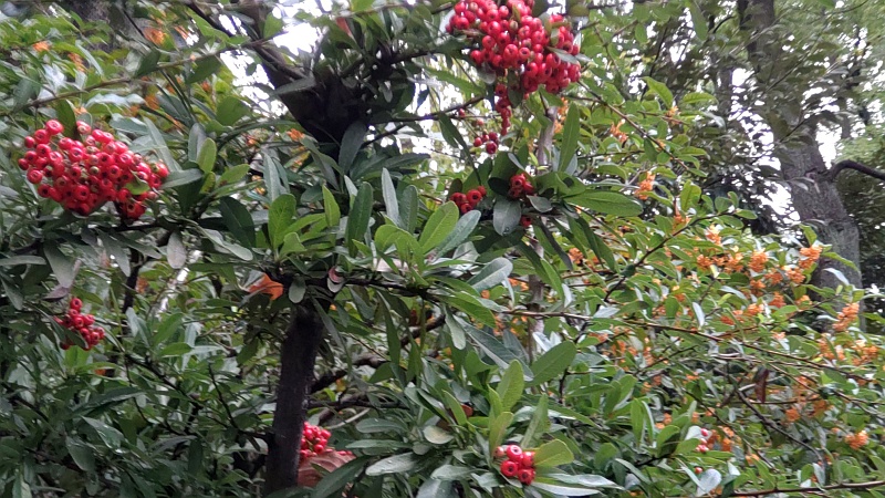 保管所前のピラカンサとキンモクセイ 東京都大田区平和の森公園
