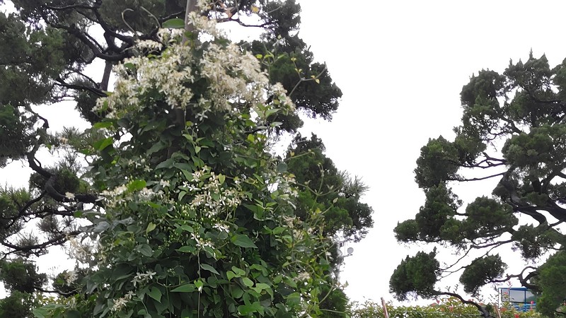 センニンソウの花 東京都大田区平和島公園
