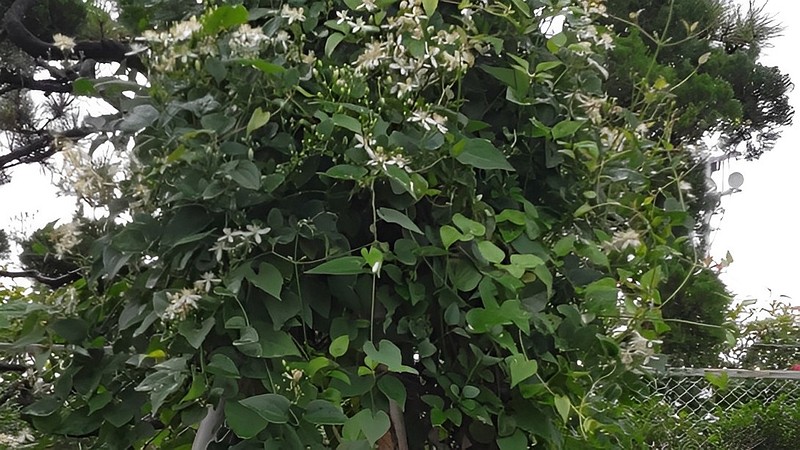 センニンソウの花 東京都大田区平和島公園