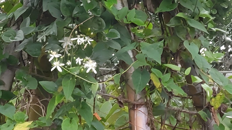 センニンソウの花 東京都大田区平和島公園