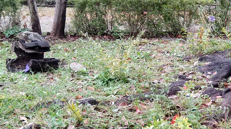 キキョウ 東京都大田区平和島公園