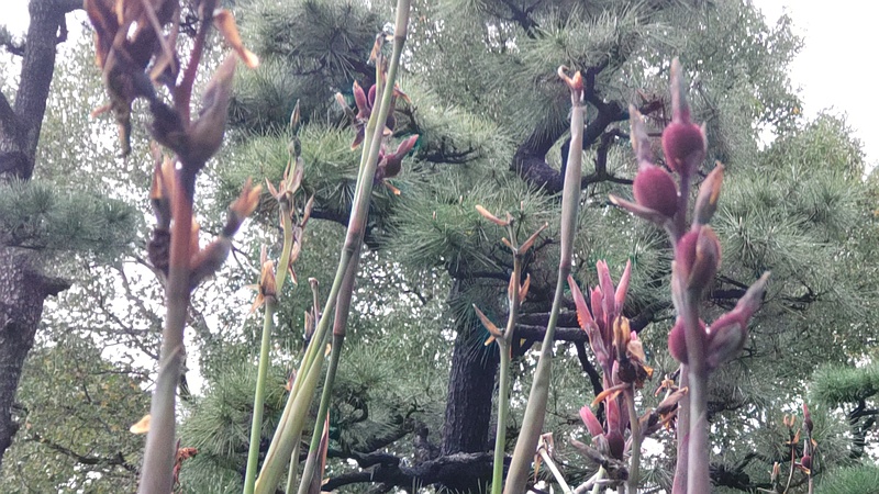 カンナの果実 東京都大田区平和島公園