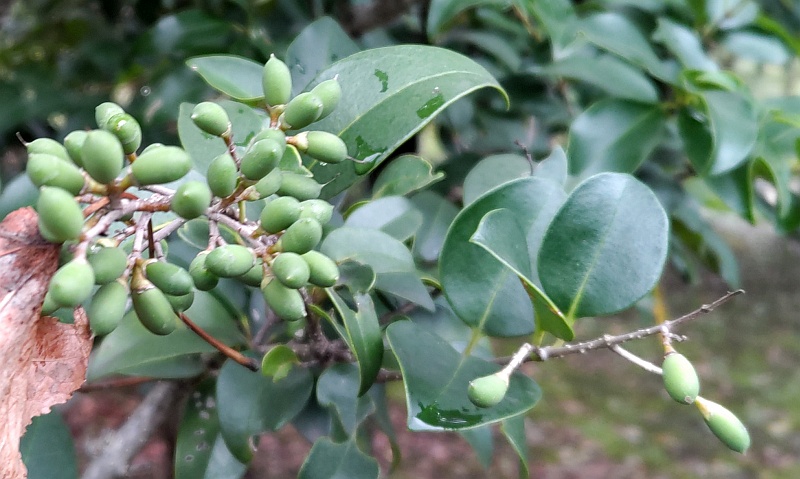 ネズミモチの果実 東京都大田区平和島公園