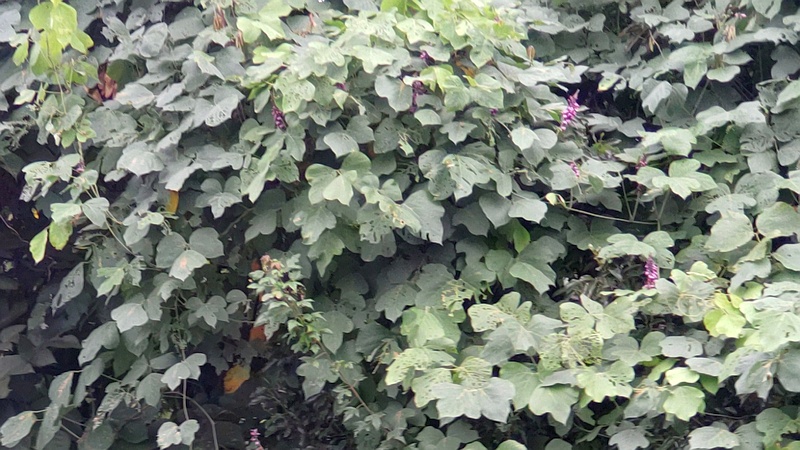 クズの花 東京都大田区平和島公園
