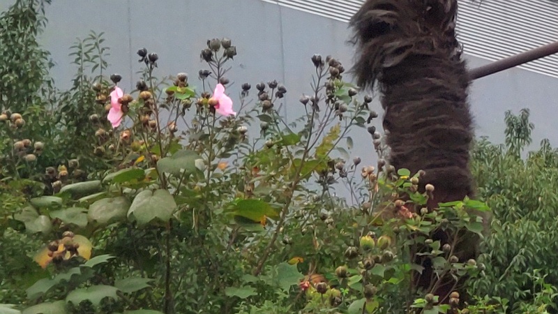 ムクゲの花と果実 東京都大田区大和大橋